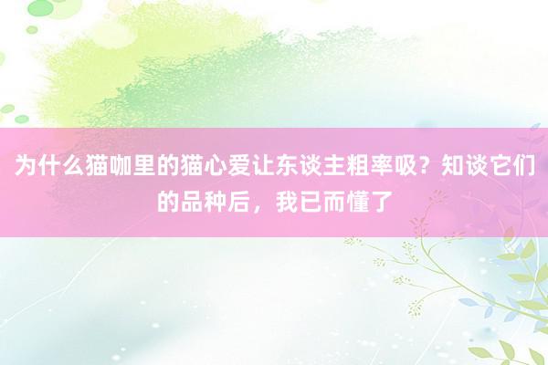 为什么猫咖里的猫心爱让东谈主粗率吸？知谈它们的品种后，我已而懂了